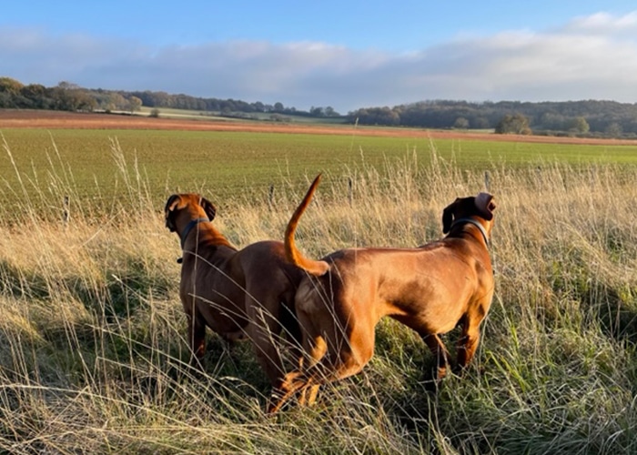 Promeneur Chien Nemours - Balade Collective, Éducative