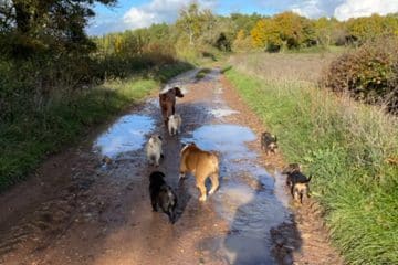 Promeneur Chien Nemours - Balade Collective, Éducative