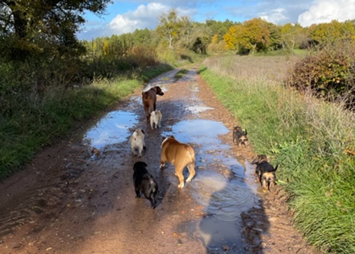 Promeneur Chien Nemours - Balade Collective, Éducative
