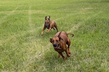 Promeneur Chien Nemours - Balade Collective, Éducative