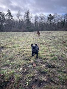 promenade de chiens en forêt de Fontainebleau