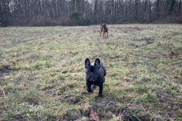promenade de chiens en forêt de Fontainebleau