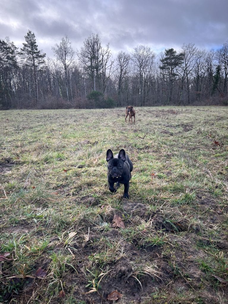 promenade de chiens en forêt de Fontainebleau