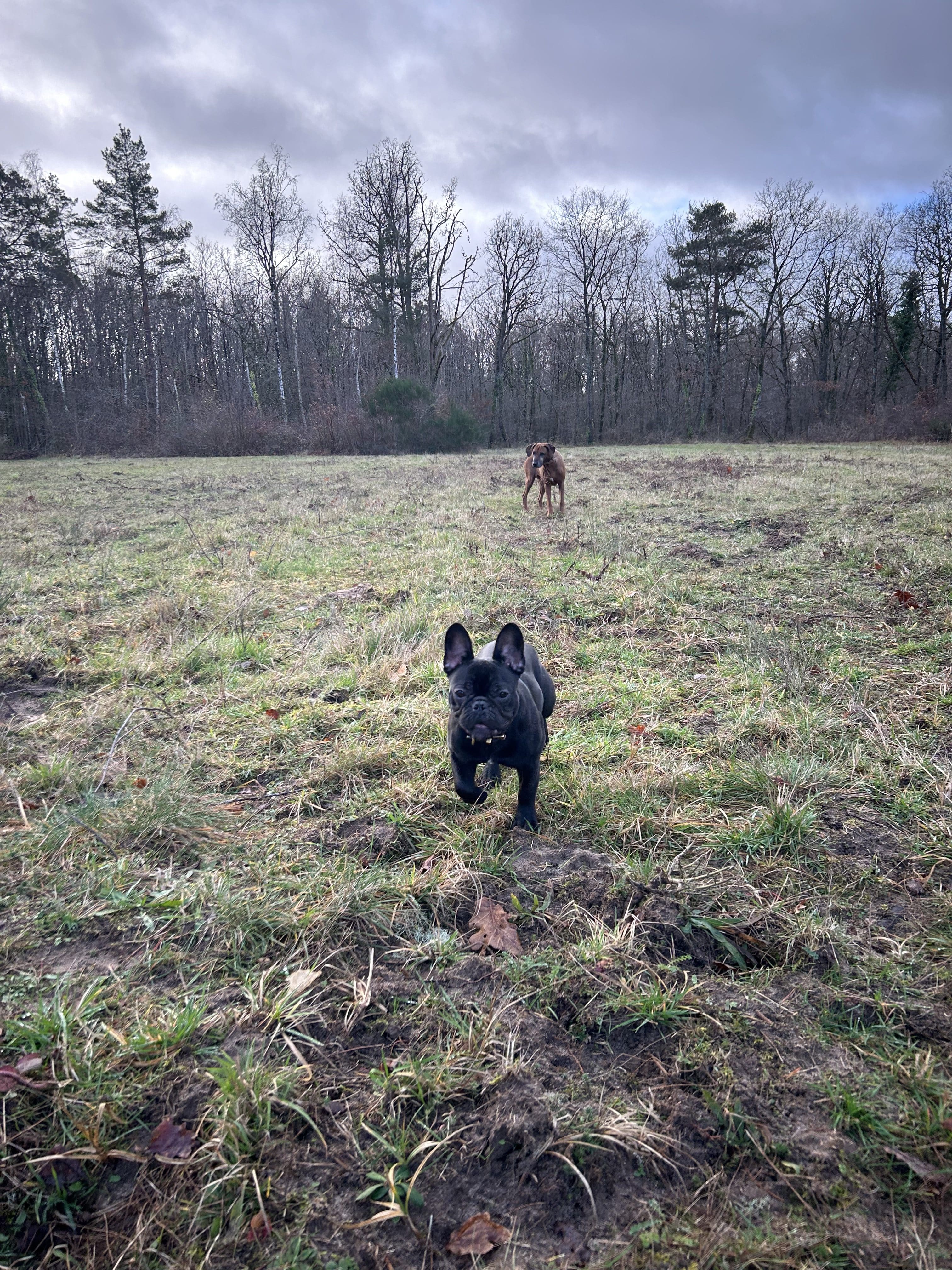 promenade de chiens en forêt de Fontainebleau